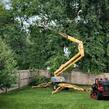 Best Lawn Disease Treatment  in Plainview, NE