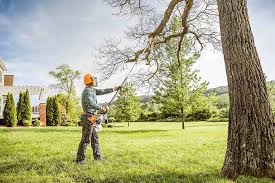 Best Pest Control for Lawns  in Plainview, NE