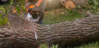 Best Storm Damage Tree Cleanup  in Plainview, NE