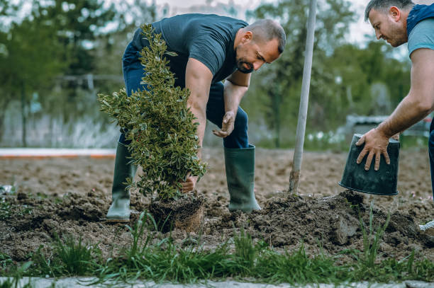Best Root Management and Removal  in Plainview, NE