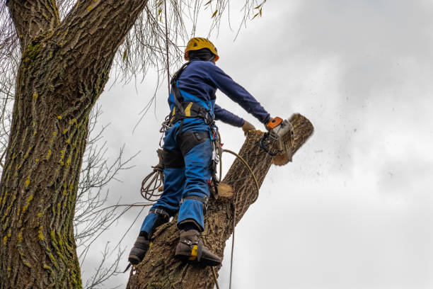 Best Tree Mulching  in Plainview, NE