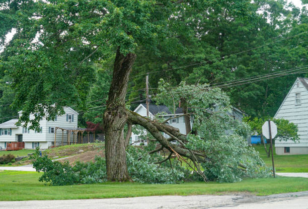 Best Tree Disease Treatment  in Plainview, NE