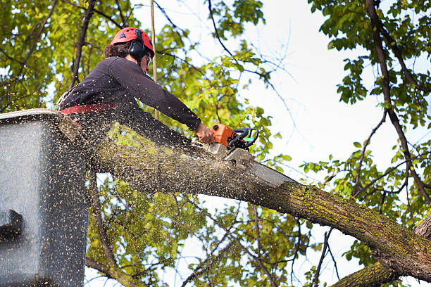 Best Arborist Consultation Services  in Plainview, NE