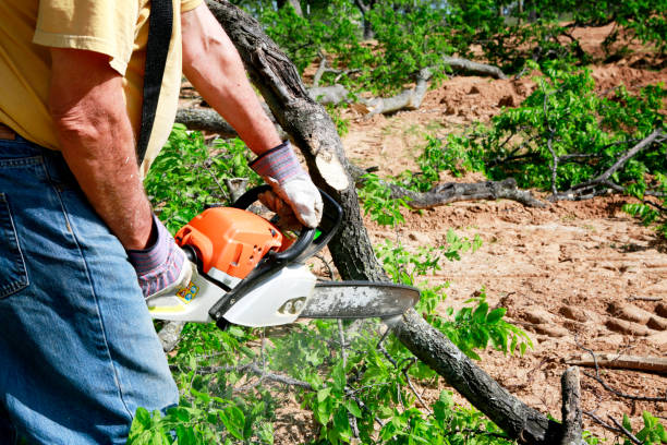 How Our Tree Care Process Works  in  Plainview, NE
