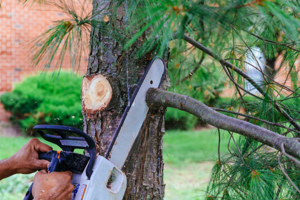 How Our Tree Care Process Works  in  Plainview, NE