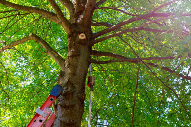 Professional Tree Services in Plainview, NE